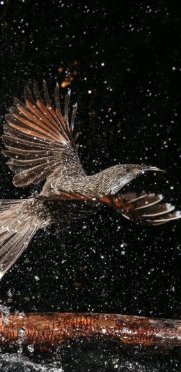 [2436x1125]飞鸟 展翅 觅食 水珠 苹果手机壁纸图片