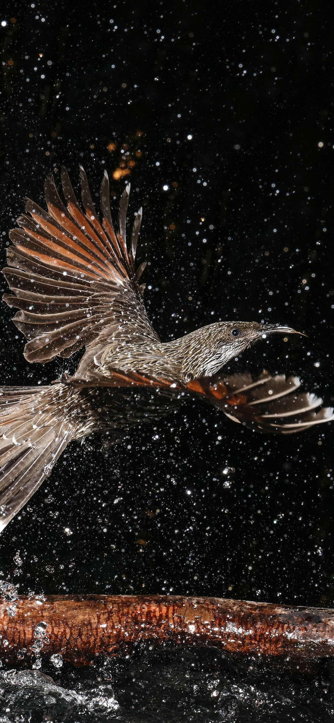 [2436×1125]飞鸟 展翅 觅食 水珠 苹果手机壁纸图片