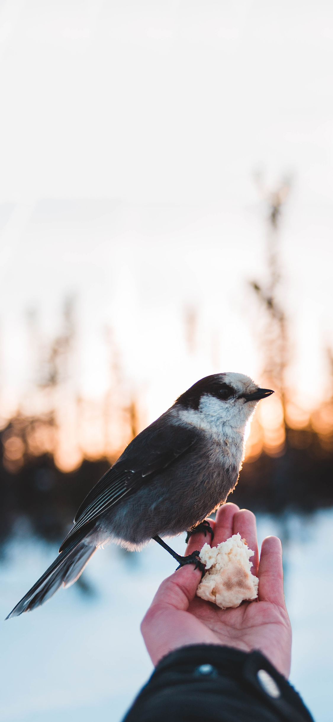 [2436×1125]飞鸟 山雀 停留 喂食 苹果手机壁纸图片