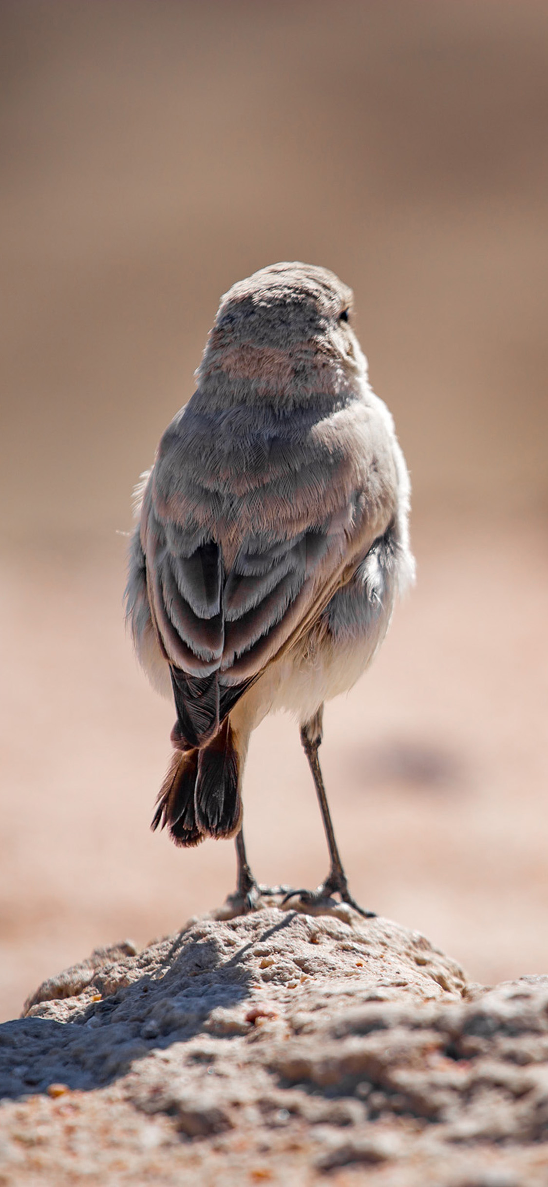 [2436×1125]飞鸟 山雀 背影 羽毛 苹果手机壁纸图片