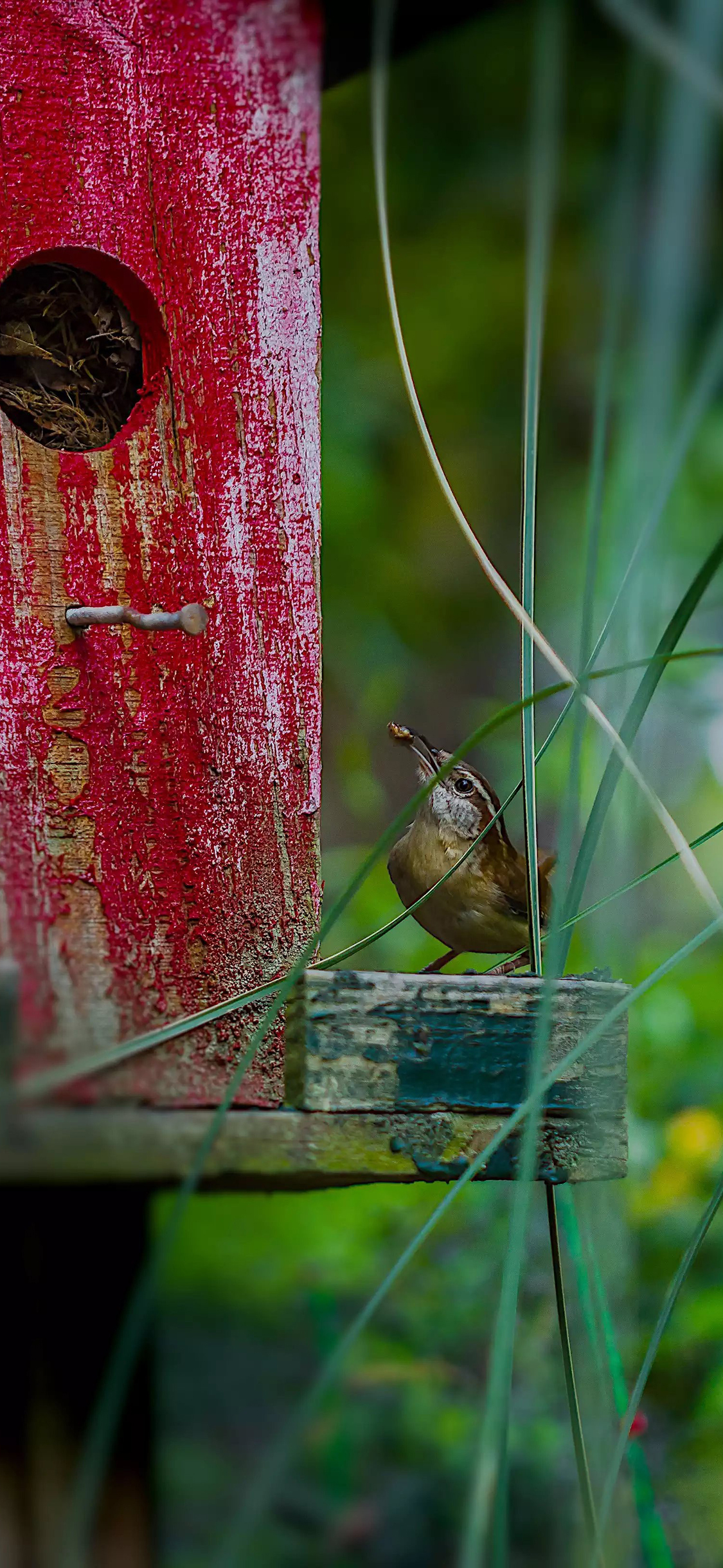 [2436×1125]飞鸟 木屋 鸟窝 野外 苹果手机壁纸图片