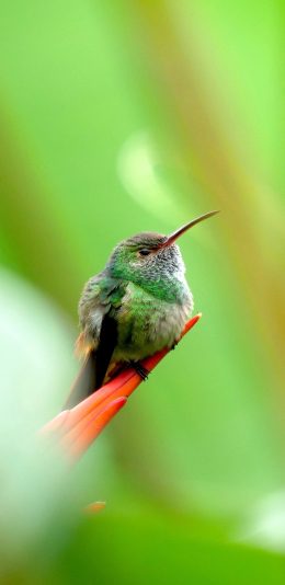[2436x1125]飞鸟 栖息 蜂鸟 绿色 羽毛 苹果手机壁纸图片