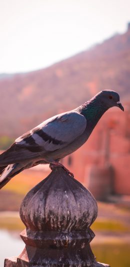 [2436x1125]飞鸟 格子 石桩 鸟类 苹果手机壁纸图片