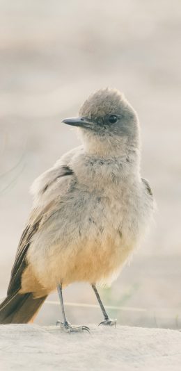 [2436x1125]飞鸟 棕腹长尾霸鹟 栖息 苹果手机壁纸图片