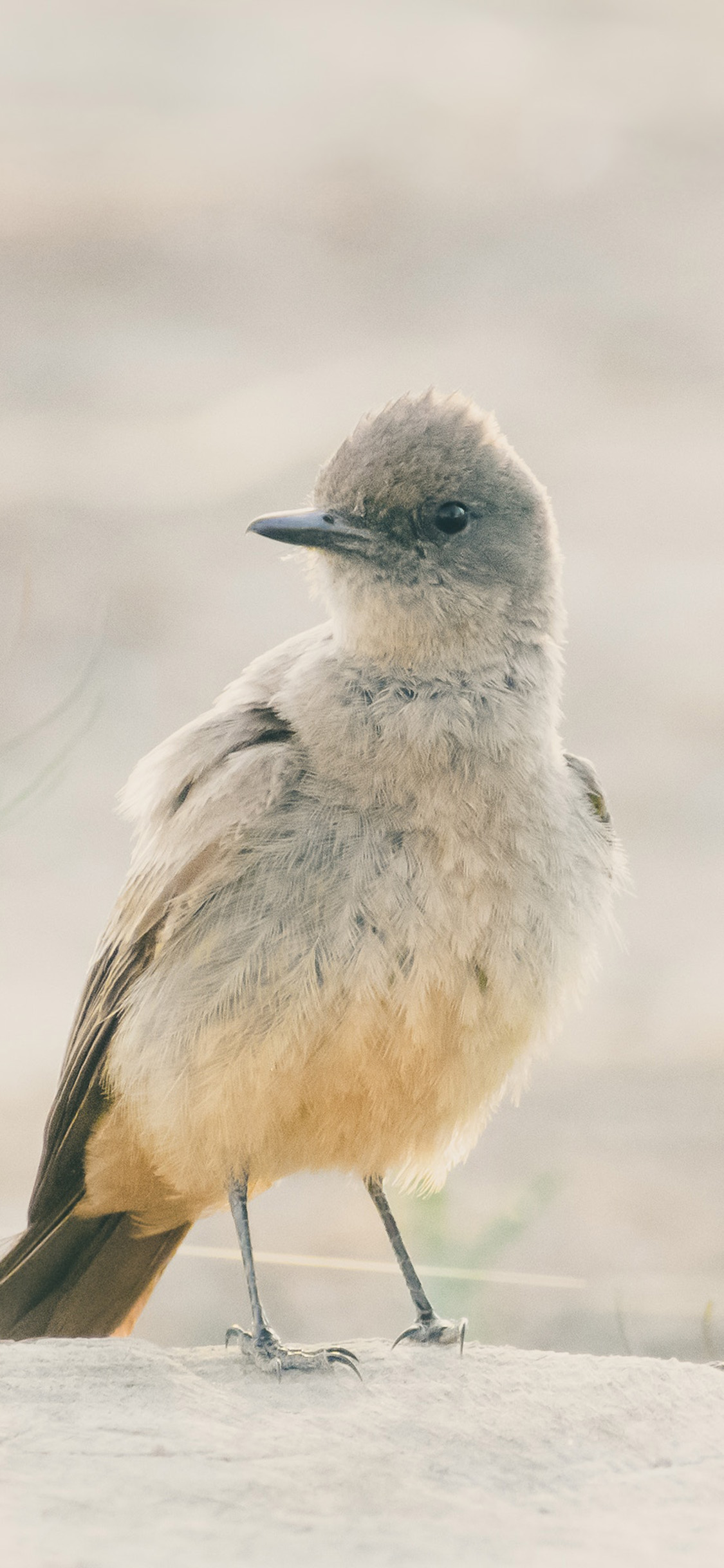 [2436×1125]飞鸟 棕腹长尾霸鹟 栖息 苹果手机壁纸图片