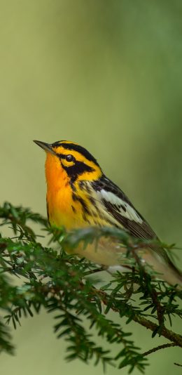 [2436x1125]飞鸟 橙胸林莺 树枝 栖息 苹果手机壁纸图片