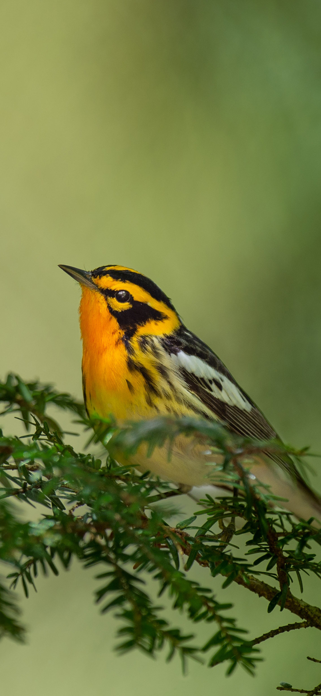 [2436×1125]飞鸟 橙胸林莺 树枝 栖息 苹果手机壁纸图片