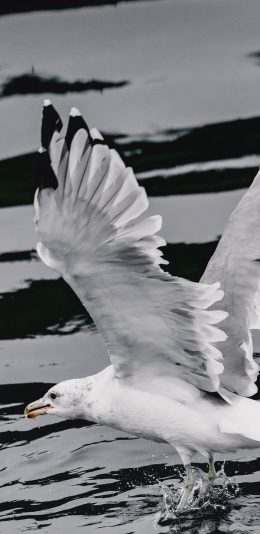 [2436x1125]飞鸟 水面 捕食 展翅 苹果手机壁纸图片