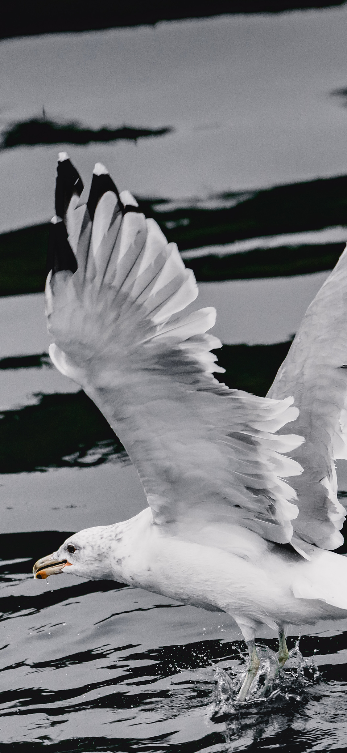 [2436×1125]飞鸟 水面 捕食 展翅 苹果手机壁纸图片