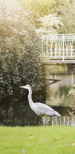 [2436x1125]飞鸟 河岸 草地 景观 苹果手机壁纸图片