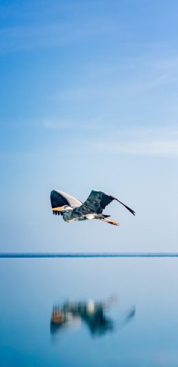 [2436x1125]飞鸟 海平面 展翅高飞 蔚蓝 苹果手机壁纸图片