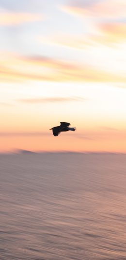[2436x1125]飞鸟 海洋 飞翔 天空 苹果手机壁纸图片