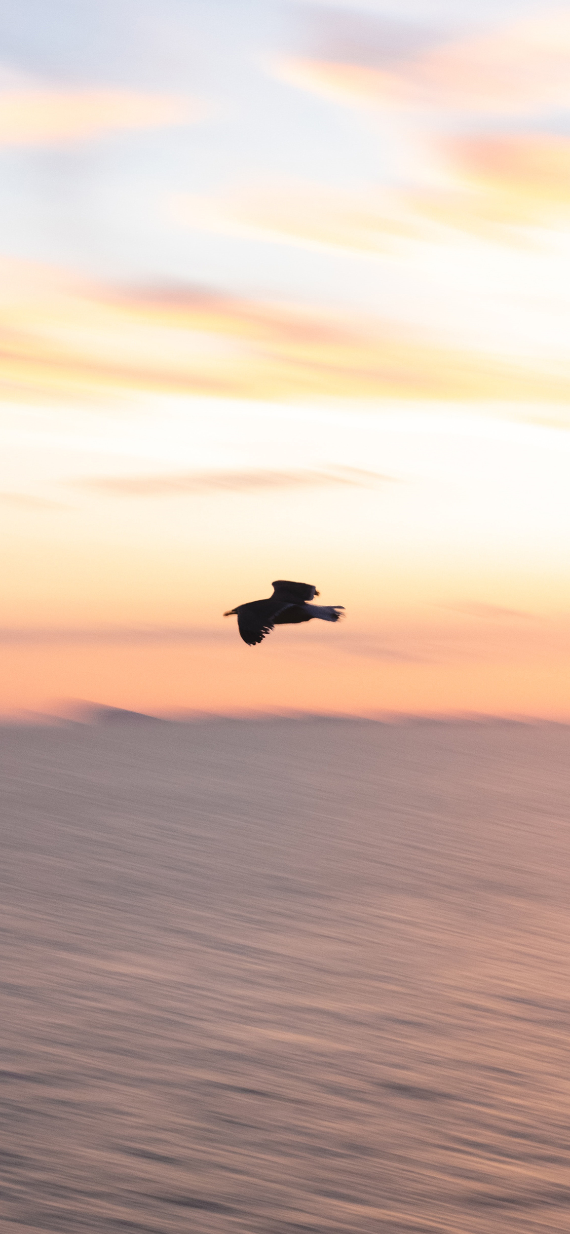 [2436×1125]飞鸟 海洋 飞翔 天空 苹果手机壁纸图片