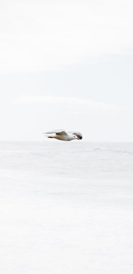 [2436x1125]飞鸟 海面 海鸟 鸟类 苹果手机壁纸图片