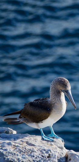 [2436x1125]飞鸟 海鸟 蓝脚鲣鸟 捕鱼 苹果手机壁纸图片