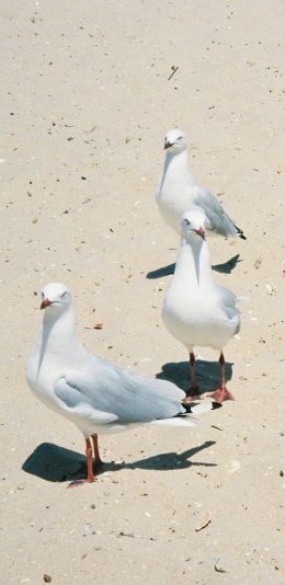 [2436x1125]飞鸟 海鸥 鸟类 群体 苹果手机壁纸图片