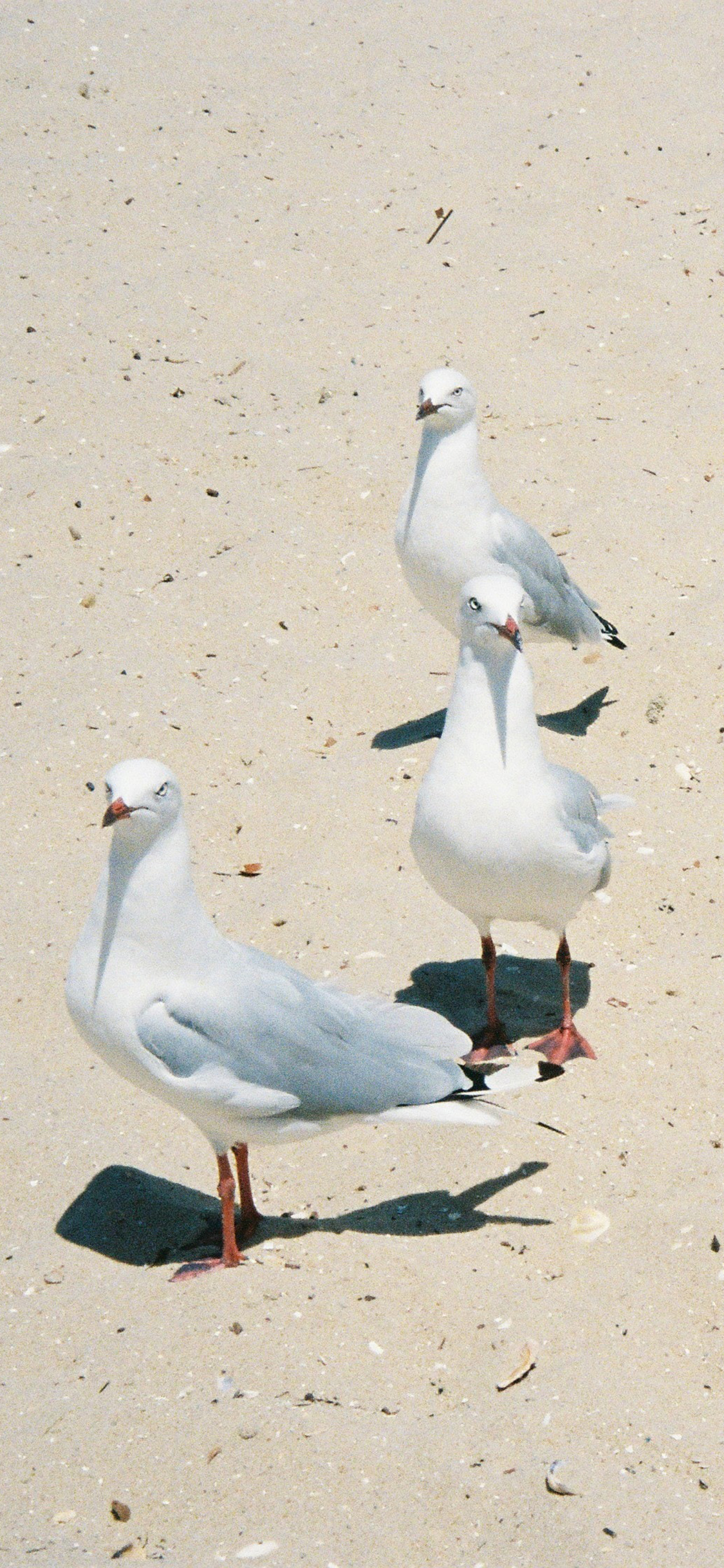 [2436×1125]飞鸟 海鸥 鸟类 群体 苹果手机壁纸图片