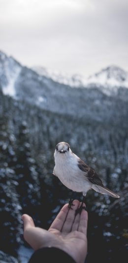 [2436x1125]飞鸟 灰噪鸦 手掌 栖息 苹果手机壁纸图片