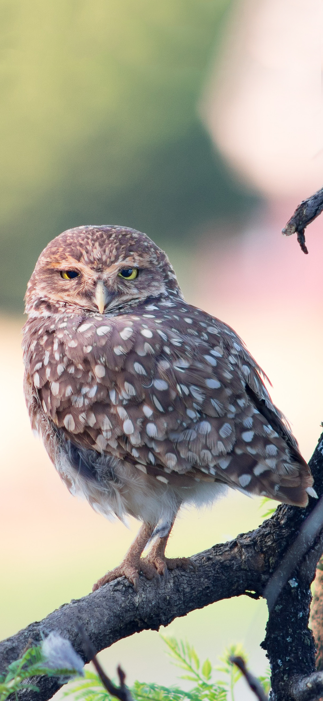 [2436×1125]飞鸟 猫头 树枝 栖息 苹果手机壁纸图片