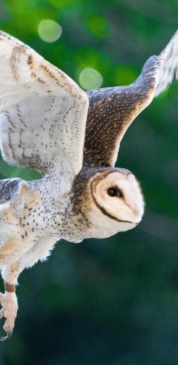 [2436x1125]飞鸟 猫头鹰 品种 展翅 苹果手机壁纸图片
