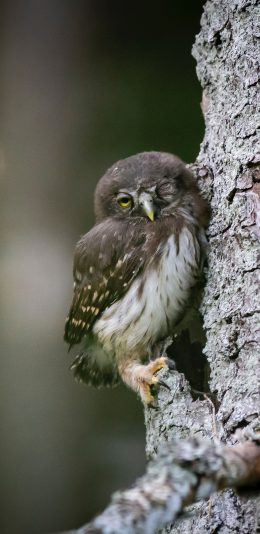 [2436x1125]飞鸟 猫头鹰 幼鸟 栖息 苹果手机壁纸图片