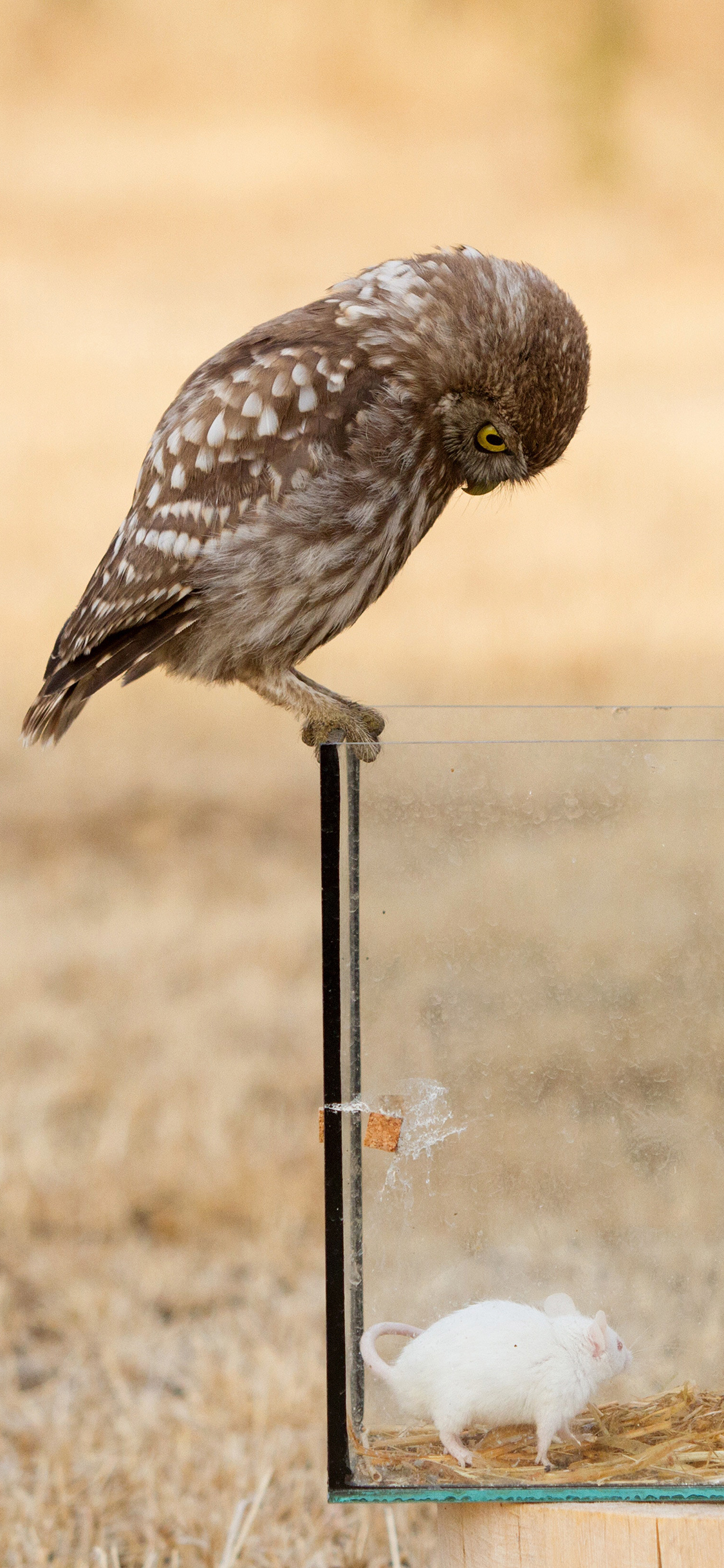 [2436×1125]飞鸟 猫头鹰 玻璃箱 小白鼠 苹果手机壁纸图片