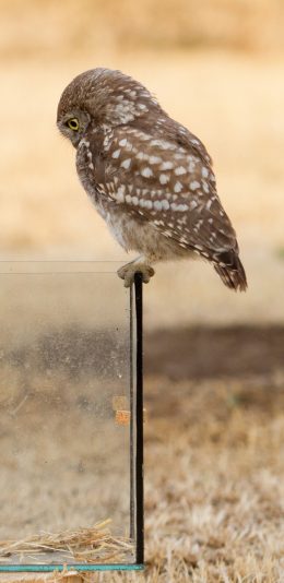 [2436x1125]飞鸟 猫头鹰 玻璃箱 站立 苹果手机壁纸图片
