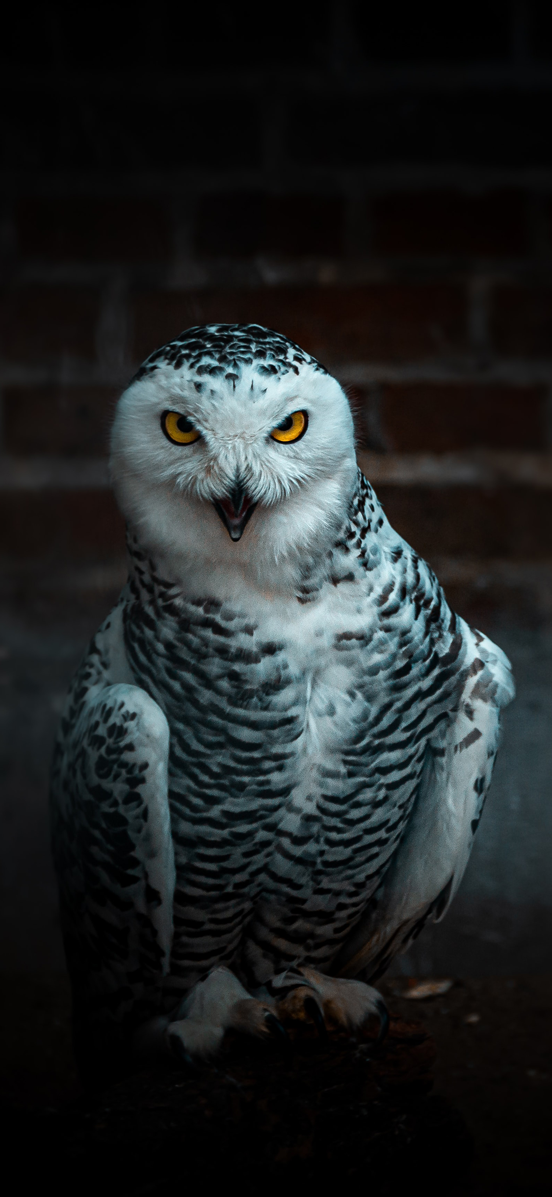 [2436×1125]飞鸟 猫头鹰 羽毛 黑白 苹果手机壁纸图片