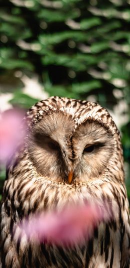 [2436x1125]飞鸟 猫头鹰 谷仓 呆萌 苹果手机壁纸图片