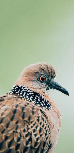 [2436x1125]飞鸟 珠颈斑鸠 花斑鸠 苹果手机壁纸图片