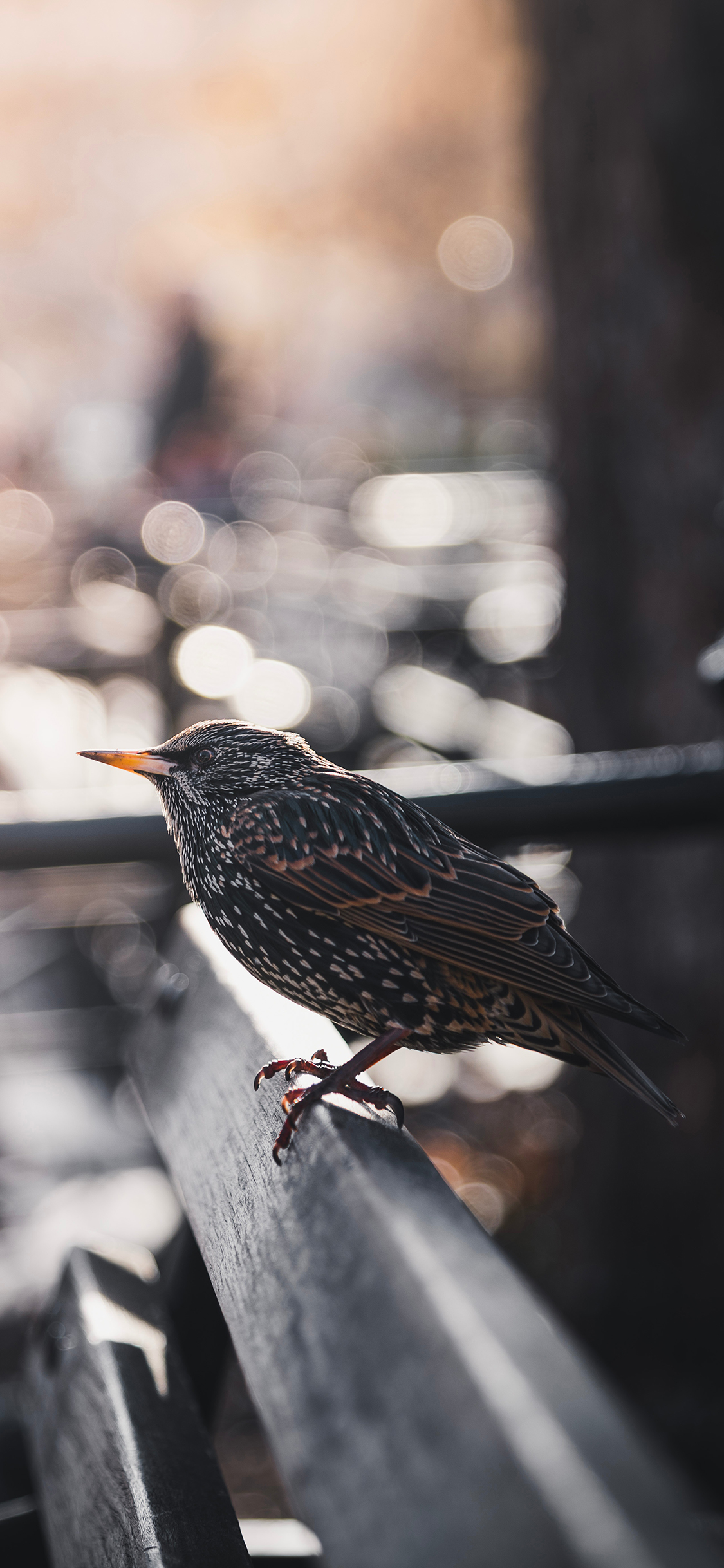 [2436×1125]飞鸟 紫翅椋鸟 停留 栖息 苹果手机壁纸图片