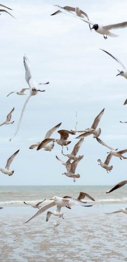 [2436x1125]飞鸟 群鸟 海鸥 飞翔 苹果手机壁纸图片