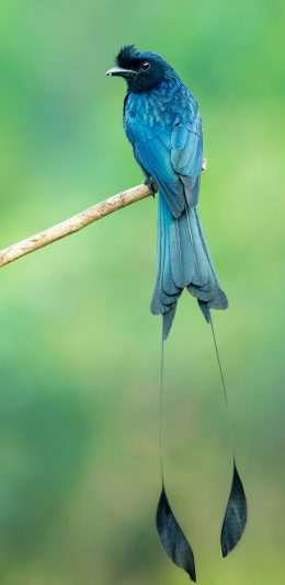 [2436x1125]飞鸟 羽冠 羽毛 树枝 尾翼 苹果手机壁纸图片