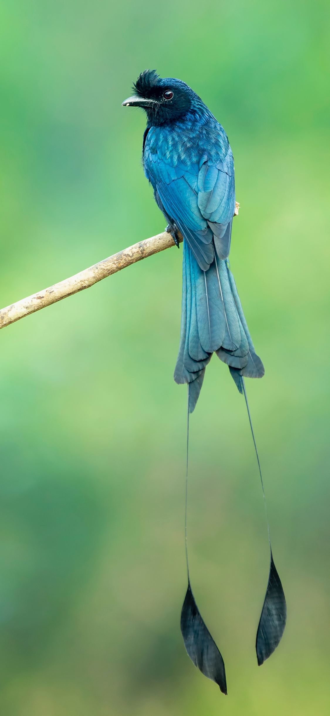 [2436×1125]飞鸟 羽冠 羽毛 树枝 尾翼 苹果手机壁纸图片