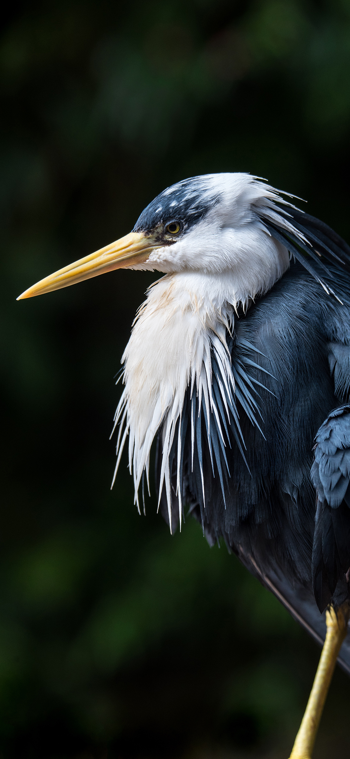 [2436×1125]飞鸟 羽毛 鸟类 站立 苹果手机壁纸图片