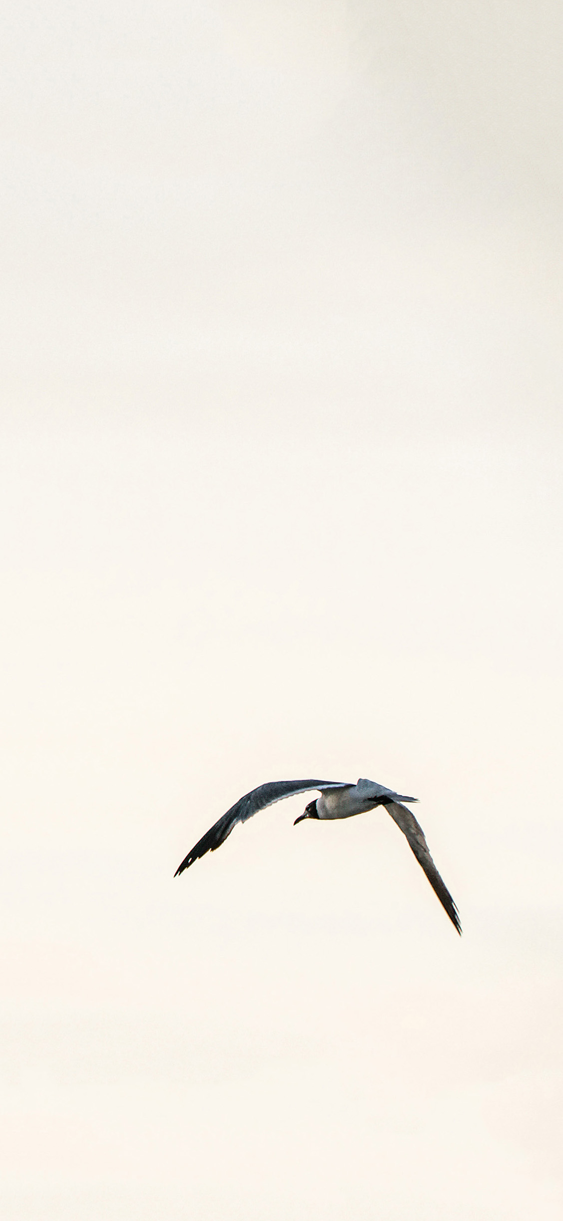 [2436×1125]飞鸟 翅膀 高空 天空  简约 苹果手机壁纸图片