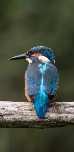 [2436x1125]飞鸟 翠鸟 迷你 栖息 蓝羽毛 苹果手机壁纸图片