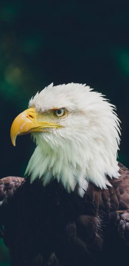 [2436x1125]飞鸟 老鹰 犀利 猎鹰 苹果手机壁纸图片