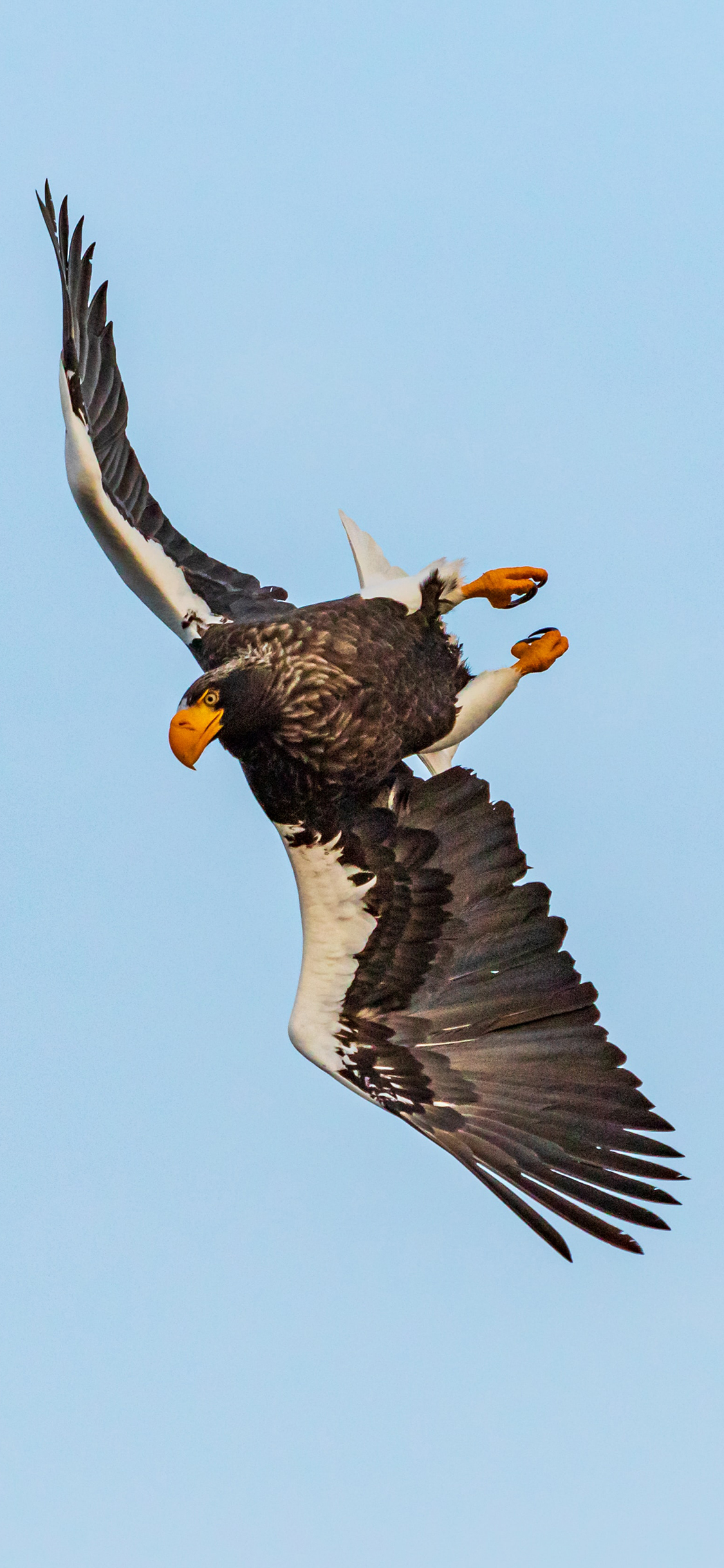 [2436×1125]飞鸟 老鹰 食肉 展翅 苹果手机壁纸图片