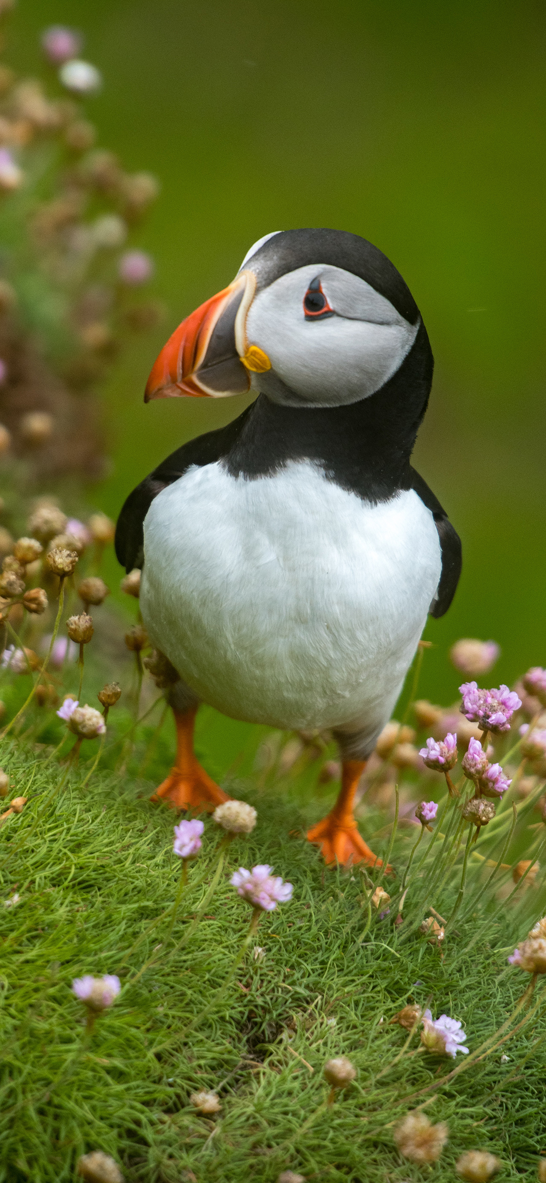 [2436×1125]飞鸟 草地 北极海鹦 花草 苹果手机壁纸图片