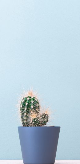 [2436x1125]飞鸟 蓝天 鸟类 飞行 苹果手机壁纸图片