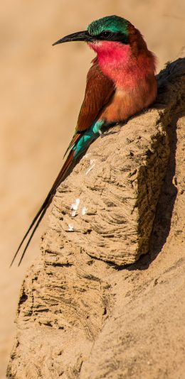 [2436x1125]飞鸟 蜂鸟 保护动物 羽毛 苹果手机壁纸图片