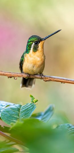 [2436x1125]飞鸟 蜂鸟 树枝 栖息 苹果手机壁纸图片