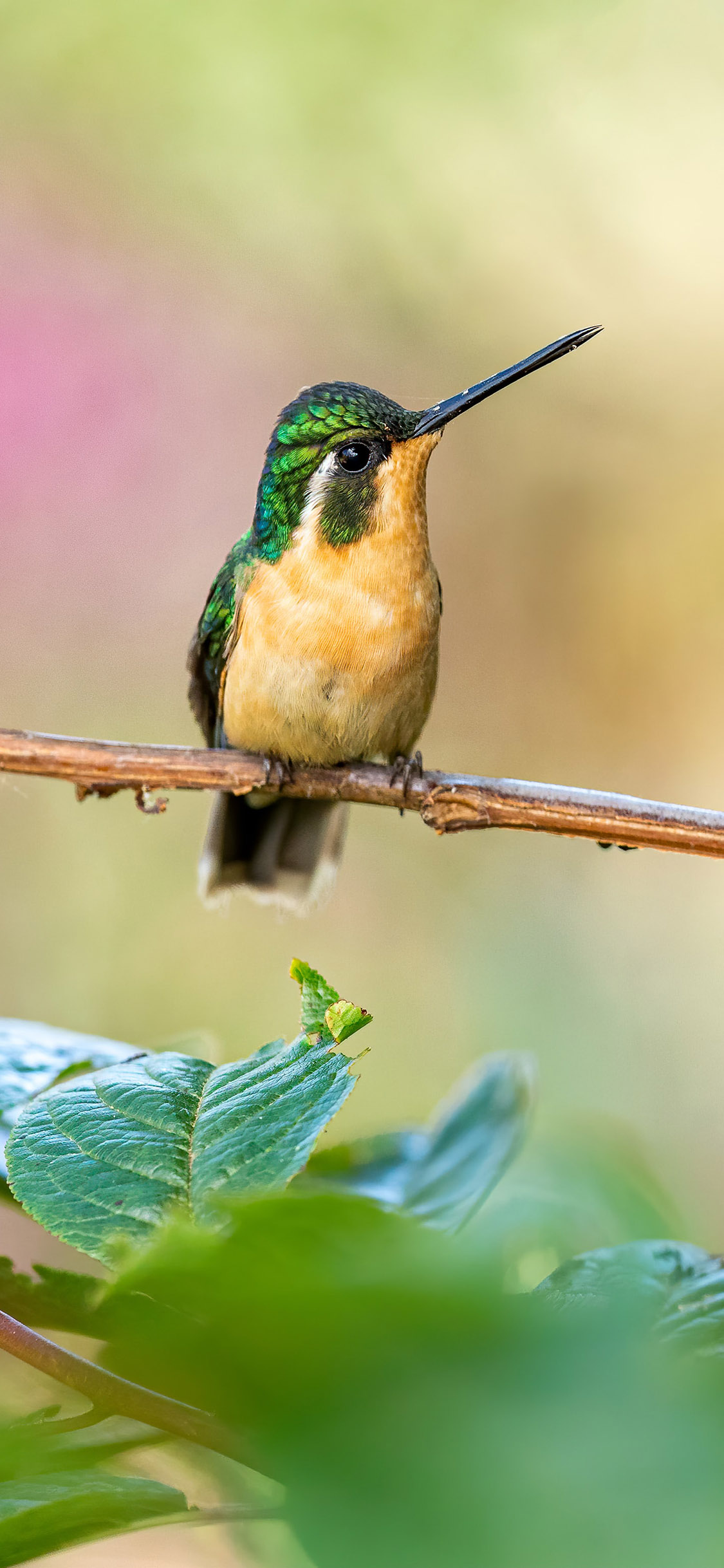 [2436×1125]飞鸟 蜂鸟 树枝 栖息 苹果手机壁纸图片