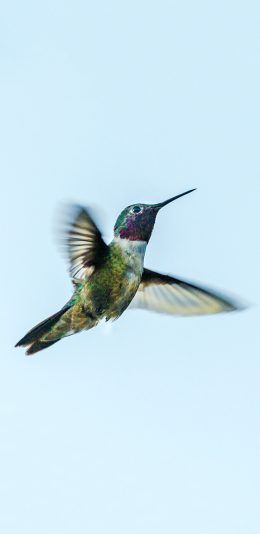 [2436x1125]飞鸟 蜂鸟 迷你 飞行 苹果手机壁纸图片