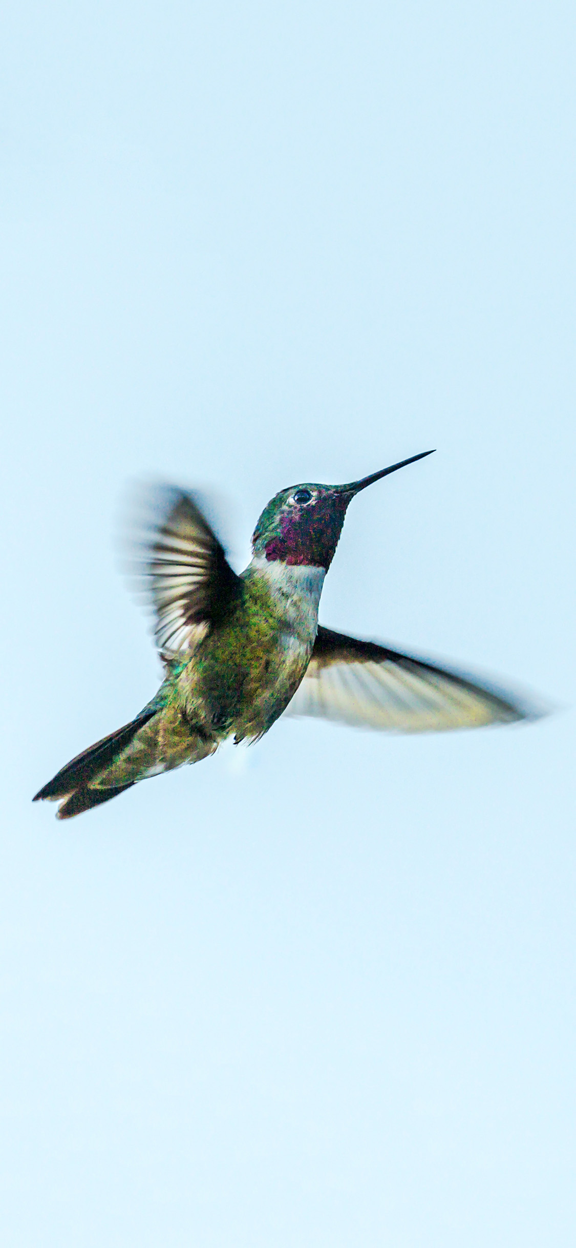 [2436×1125]飞鸟 蜂鸟 迷你 飞行 苹果手机壁纸图片