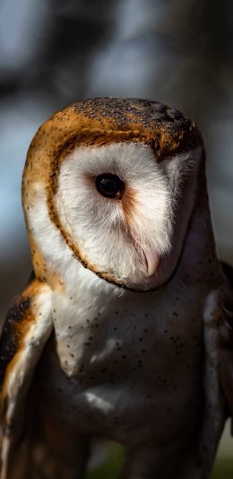 [2436x1125]飞鸟 谷仓猫头鹰 呆萌 苹果手机壁纸图片