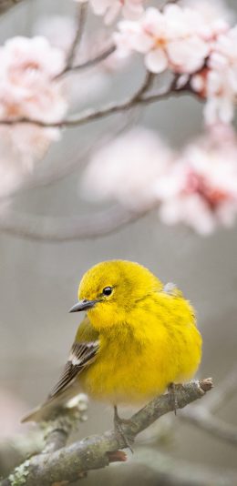 [2436x1125]飞鸟 迷你 松莺 黄色 苹果手机壁纸图片