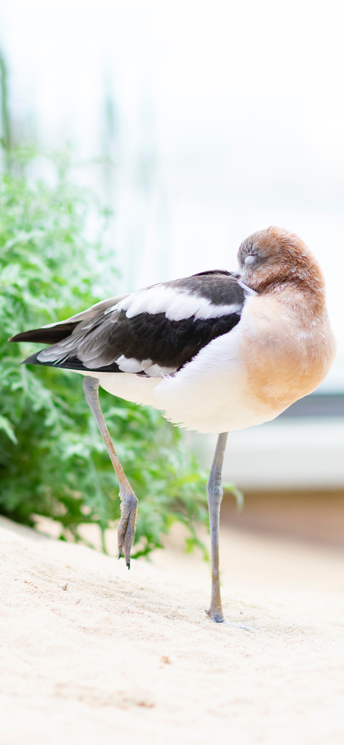 [2436×1125]飞鸟 野山雀 大长腿 整理羽毛 苹果手机壁纸图片