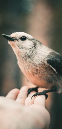 [2436x1125]飞鸟 银喉长尾山雀 较小 手掌 苹果手机壁纸图片